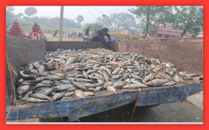 Bihar News: 7 लाख रुपये की मछलियां मर गईं, अज्ञात लोगों ने तालाब में जहर डाल दिया, जांच में जुटी पुलिस